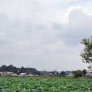 신평저수지 이미지