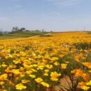 수선화 - 계양구 계산천동로 6 | 수선화