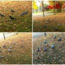 부평공원1 이미지