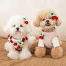 패션앤페이 | 강아지 옷 쇼핑몰 추천 | 펫츠앤미에서 구매한 강아지 하네스 조끼 내돈내산 후기