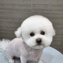 쁘띠그루밍 | 대전 도마동 옆 정림동 애견미용실 댕댕그루밍에서 귀툭튀 미용! 비숑 친구를 소개합니다.