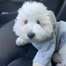 다사종합동물병원 이미지