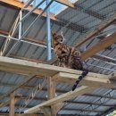 묘랑나랑 이미지