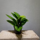 그린꽃식물원 이미지