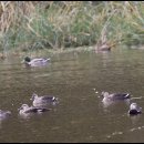 대평오리 이미지