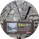 꽃보라동산 | 대구 벚꽃 명소 북구 꽃보라동산 실시간 개화 현황 만개 + 주차