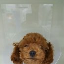 프라임동물병원 이미지