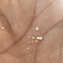 스타비치 | 괌 리티디안 스타샌드비치투어 천국같은 해변 스노쿨링 이용 후기