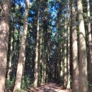 남원읍-90 | 12월 제주 오름 명소 초보자 코스 감성 숲길 이승악오름 BEST 힐링코스 추천 경험 후기