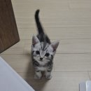 레오메디칼 이미지