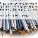 금붕어 하우스