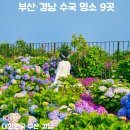 지금부터 저장해야 하는 부산·경남 수국 명소 9곳, 6월 꽃 여행 추천