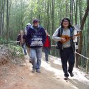 대숲향기 이미지