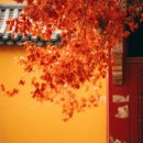 매화시장 이미지