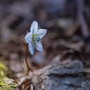 수리산 변산 바람꽃 이미지