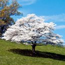 죽음도 갈라놓지 못한 사랑 | 죽음도 갈라놓지 못한 사랑 — 포우의 마지막 시