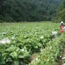 하경 카카오 검색결과