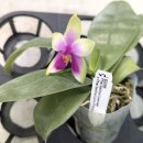 Phalanopsis bellina f.coerulea × Phalanopsis bellina f.pink(Fire type) 이미지