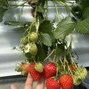 이성농장 | 양산 딸기체험 딸기당 후기🍓 아이랑 가기 좋은 곳 내돈내산