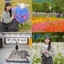 웰빙트리(주) | 강원도 인제 가볼만한곳 가을꽃축제 방문기 10월 가족여행 관광지 모음