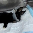 수완종합동물병원 이미지