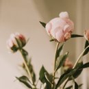 빌리버튼 네이버블로그