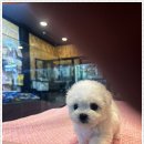 미니퍼피 이미지