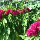 화당보건진료소 이미지