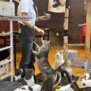 청춘 고양이 카페 이미지