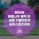 금강스포츠공원 | 배롱나무 활짝 핀 세종 가볼만한곳 금강스포츠공원(맹혜진 기자)
