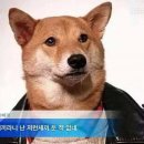 돼지되지 Daum카페