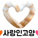 타코야끼in문어 이미지