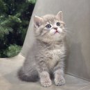 도레미캣 고양이분양 남양주 다산점 | 남양주고양이가정분양 남양주펫샵에서 특별한 반려묘 만나기 도레미캣