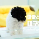 마마스미독 강아지분양 대전점 | 대구동성로강아지분양, 경산강아지분양 비교하다가 여기서 결정하다