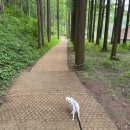 화인애견 이미지