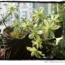 상록꽃화원 이미지