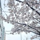 3월말 ~ 4월일상