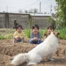 쇼미더펫 이미지