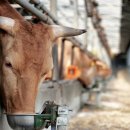 부농축산 이미지