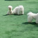 월드켄넬 이미지