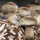 주식회사송이향 이미지