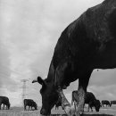 영생목장 이미지