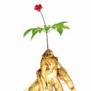 대성인삼 - 영주시 | 대성인삼