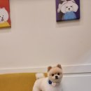 도그몽드 이미지