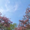 정충묘 | 경기도 광주 정충묘 자목련숲 / 군락지 2022년 방문 후기 / 주차정보