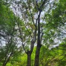 숲의틈(FOREST GAP)