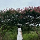 종천카인테리어 | ​서천배롱나무 해안길 지도 첨부 및 후기