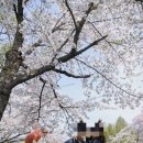 준 포토갤러리 벚꽃 야외스냅 보정본 후기｜예비부부 커플스냅 대만족🌸