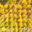 은행1리 이미지