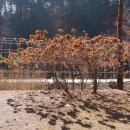 덕정초등학교 이미지